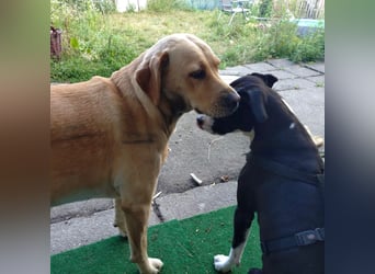 Kira sucht ihr Für-immer-Zuhause❤️