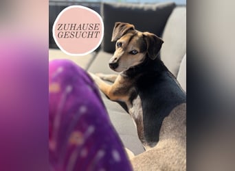 Ronja sucht ein Zuhause oder eine PS
