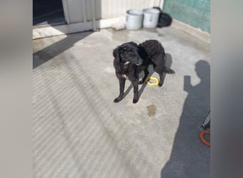 Zarte Arabica sucht forever Home❤️