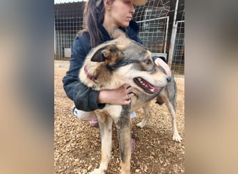 ARTHUR sucht seine Für-Immer-Familie❤️