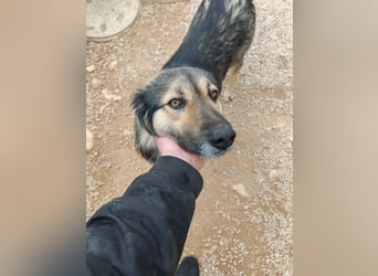 LOGAN sucht seine Familie ❤️