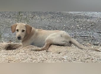 Vermittlungshilfe für Sunny ❤️
