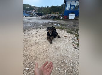 Vermittlungshilfe für Vito ❤️