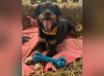 CARLO sucht sein perfect match ❤️