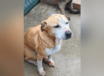 Vermittlungshilfe für Notfall Alysa ❤️