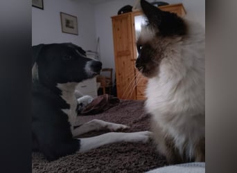 Kira sucht ihr Für-immer-Zuhause❤️