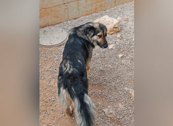 LOGAN sucht seine Familie ❤️