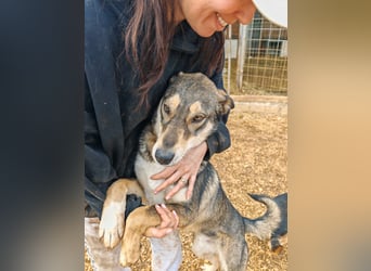 ARTHUR sucht seine Für-Immer-Familie❤️