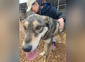 ARTHUR sucht seine Für-Immer-Familie❤️