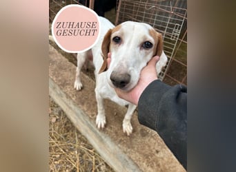 Zarte IRMA sucht Zuhause oder PS ❤️