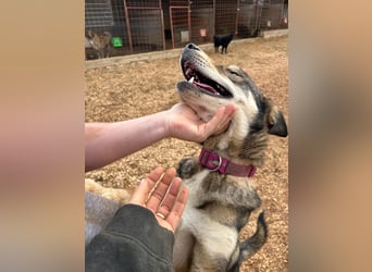 ARTHUR sucht seine Für-Immer-Familie❤️