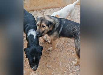 LOGAN sucht seine Familie ❤️