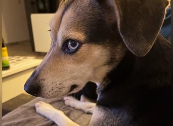 Ronja sucht ihr forever Home❤️