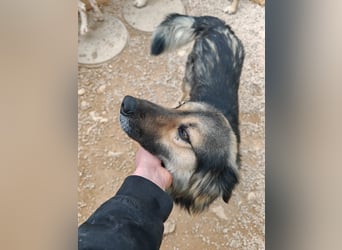 LOGAN sucht seine Familie ❤️