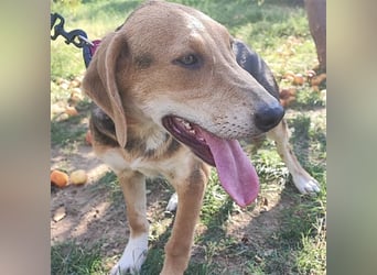 Welpe Lea sucht ihre Für-Immer-Familie❤️