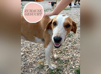 Rain sucht forever Home❤️