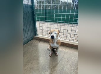 Vermittlungshilfe für Notfall Alysa ❤️