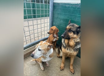 Vermittlungshilfe für Notfall Alysa ❤️