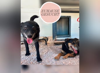 Naomi & Lero suchen Für-Immer-Zuhause ❤️