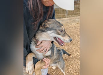 ARTHUR sucht seine Für-Immer-Familie❤️