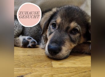 Welpe GODI sucht seine Familie ❤️