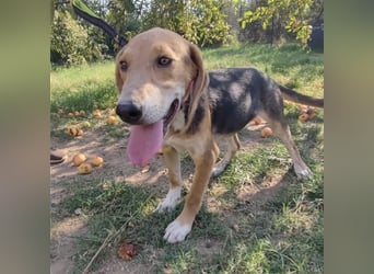 Welpe Lea sucht ihre Für-Immer-Familie❤️