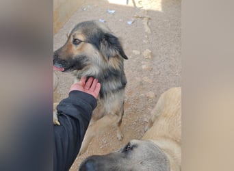 LOGAN sucht seine Familie ❤️