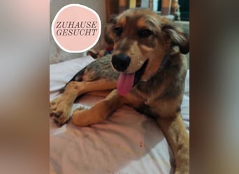Sweetboy Gul sucht sein Zuhause ❤️