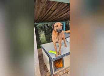 Lieber ROCCO sucht sein Zuhause❤️