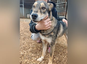 ARTHUR sucht seine Für-Immer-Familie❤️