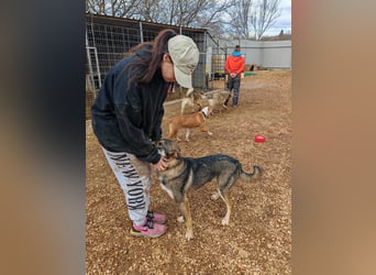 ARTHUR sucht seine Für-Immer-Familie❤️