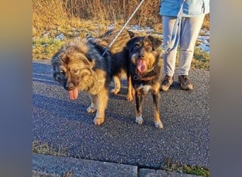 CARLO sucht sein perfect match ❤️