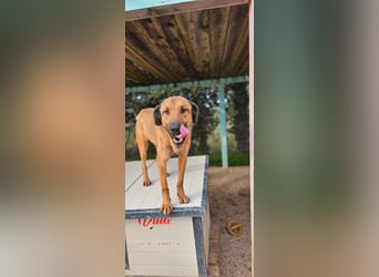 Lieber ROCCO sucht sein Zuhause❤️