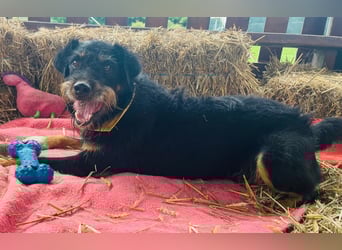 CARLO sucht sein perfect match ❤️