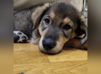 Welpe GODI sucht seine Familie ❤️