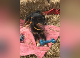 CARLO sucht sein perfect match ❤️