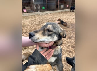 ARTHUR sucht seine Für-Immer-Familie❤️