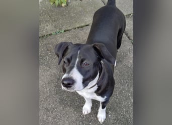 Kira sucht ihr Für-immer-Zuhause❤️