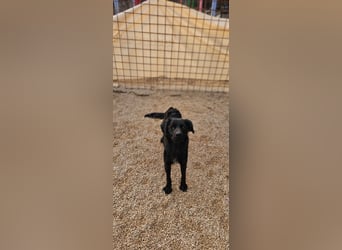 EAGLE sucht forever Home ❤️