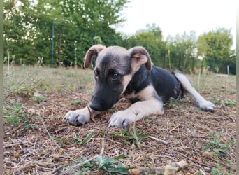 Welpe Noah sucht sein Zuhause ❤️