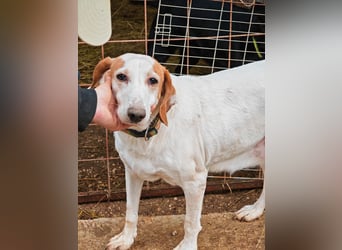 Zarte IRMA sucht Zuhause oder PS ❤️