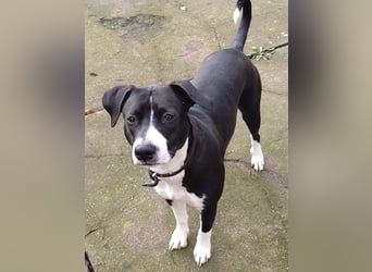 Kira sucht ihr Für-immer-Zuhause❤️