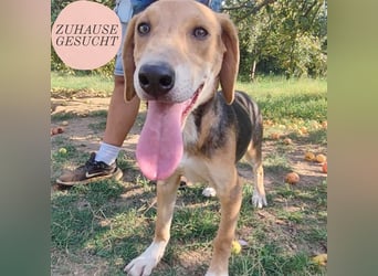 Welpe Lea sucht ihre Für-Immer-Familie❤️