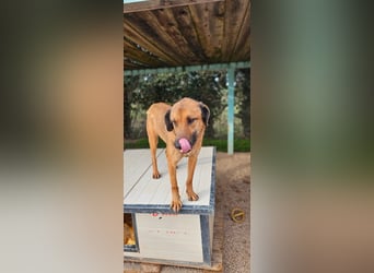 Lieber ROCCO sucht sein Zuhause❤️