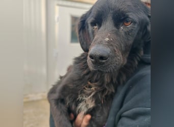 EAGLE sucht forever Home ❤️