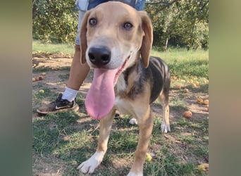 Welpe Lea sucht ihre Für-Immer-Familie❤️