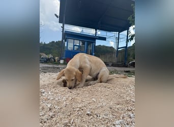 Vermittlungshilfe für Sunny ❤️