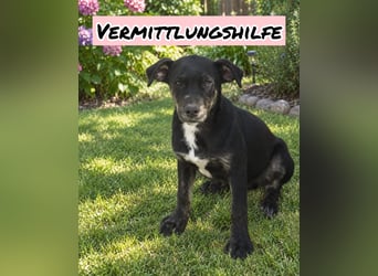 Vermittlungshilfe für Lio❤️