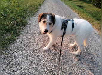 Kuschelbär Sirius sucht sein Zuhause ❤️