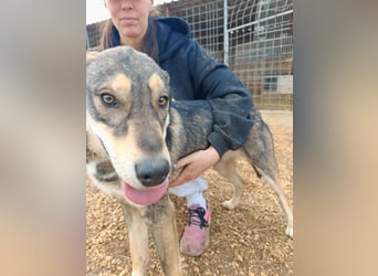 ARTHUR sucht seine Für-Immer-Familie❤️